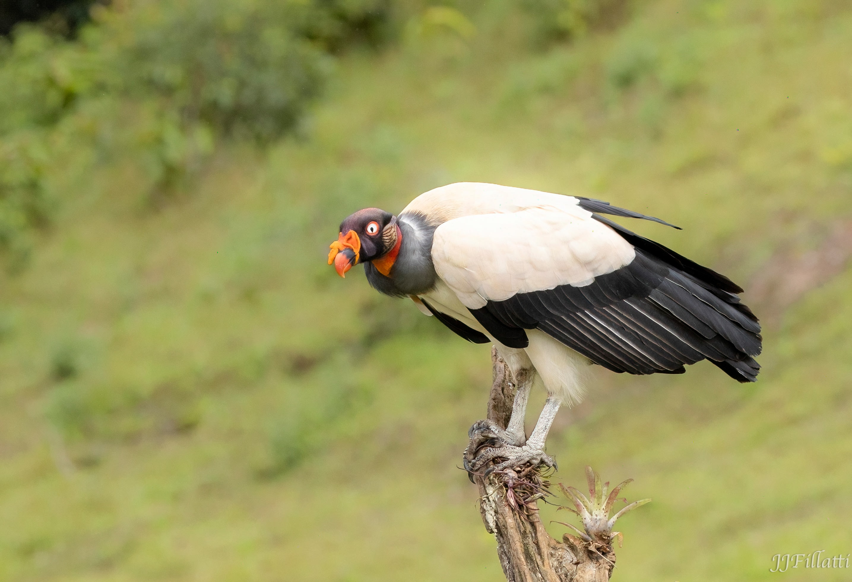 bird of Costa Rica image 39